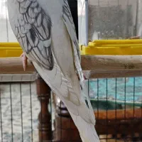 عروس هلندی آلبینو دوکت پروانه ایی