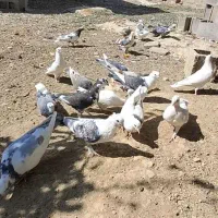 همه نوع کبوتر|پرنده|یاسوج, |دیوار