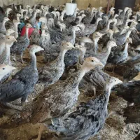 فروش جوجه بوقلمون