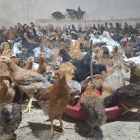 جوجه محلی|حیوانات مزرعه|کرمانشاه, |دیوار