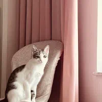 واگذاری گربه خانگی عقیم شده