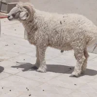 بره‌نر