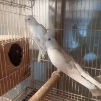 جفت طوطی عروس آلبینو دوکت