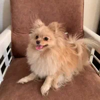 واگذاری پامر