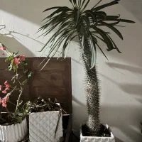 گل نخل ماداگاسکار ۷۰ سانتی