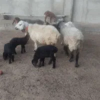 گوسفند بره دار