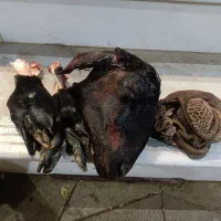 یک دست کله پاچه کامل