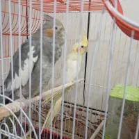 جفت عروس هلندی