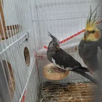 عروس هلندی با جوجه