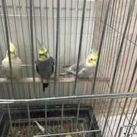 عروس هلندی جوان