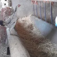 مرغ لاری اصیل ترک