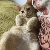 گربه نیاز به مراقبت