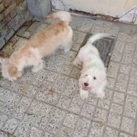 سگ واگذاری