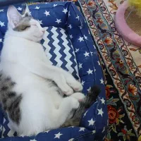 واگذاری گربه