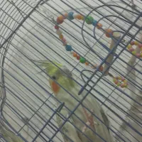 عروس هلندی|پرنده|صوفیان, |دیوار