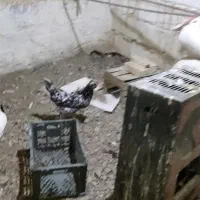 تخم مرغ،جوجه و مرغ و خروس گلین،کبوتر قدیمی|حیوانات مزرعه|نجفآباد, شهدا|دیوار