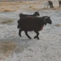 فروش بره نر