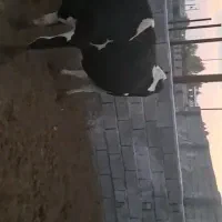 گاو