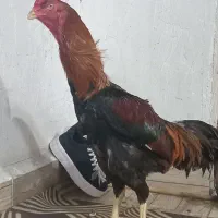 خروس لاری جوان وذات دار