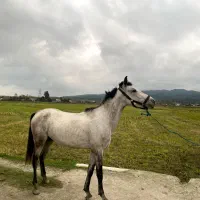 اسب نریون پنج سال