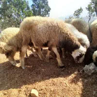 ۴شک بران