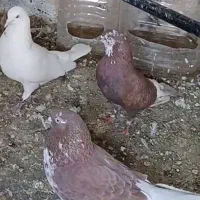 کبوتر یا کفتر گمشده