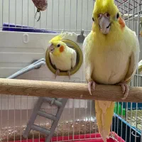 جفت عروس لوتینو