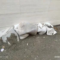 شن با قیمت خیلی مناسب