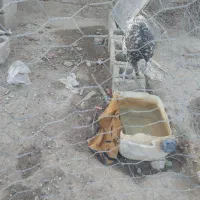 بوقلمون|حیوانات مزرعه|زهک, |دیوار