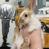 خرگوش وارداتی خوشگل بانمک