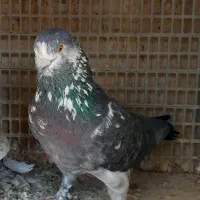 کبوتر پرشی