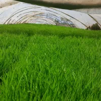 بانک نشا  امدادی درخدمت کشاورزان عزیزمیباشد