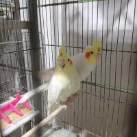 انواع قناری مرغ و کبوتر|پرنده|خمینی‌شهر, |دیوار