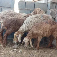 میش وبر