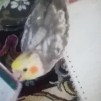 عروس هلندی گمشده