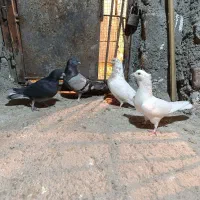 کفتر بازیکنم