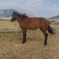 اسب|اسب و تجهیزات اسب‌سواری|گالیکش, |دیوار