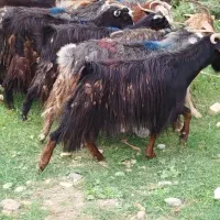 بز فروشی|حیوانات مزرعه|گرگان, |دیوار