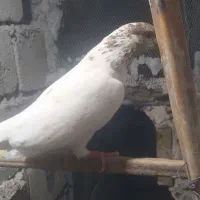کبوتر