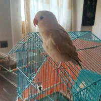 طوطی  برزیلی