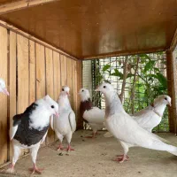 کفتر طوقی همه رنگ