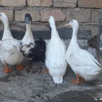 اردک درشت بالغ