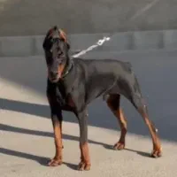 دوبرمن|سگ|بومهن, |دیوار