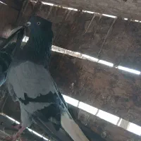 کفتر پرشی دم سفید عطیغه