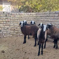 ۶ راس بره ماده شال