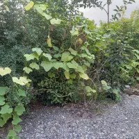 ویلایی‌۸۰متر‌سنگر‌قاضیان‌اجاره‌روزانه