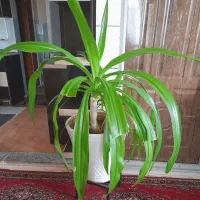 گل برگ موزی بزرگ