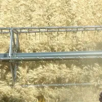 گندم بذری اکلید درجه یک بوجاری شده