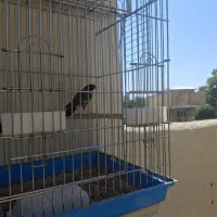 مرغ مینا
