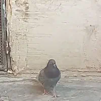 جوجه مغلوف پیس گمشده|پرنده|قم, حاج زینل|دیوار